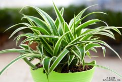 錯(cuò)誤的除甲醛方法要人命